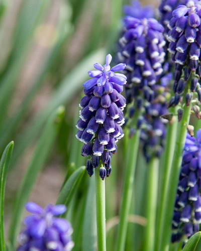 Muscari armeniacum Night Eyes 7/8, 100 kusov